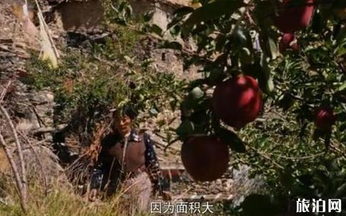 西藏的水果秘密 西藏的水果比你想象中多