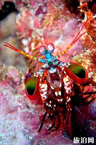 潜水应注意哪些海洋里最危险的动物